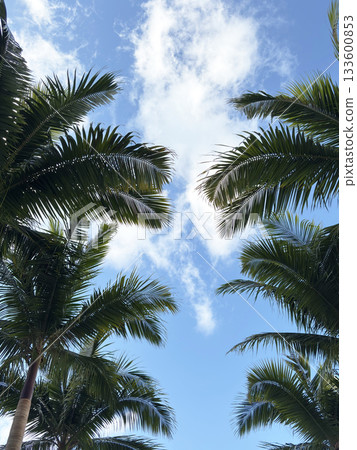 Palm tree and blue sky 133600853