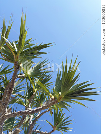 Tropical plant Pandanus Tropical plant Pandanus 133600855