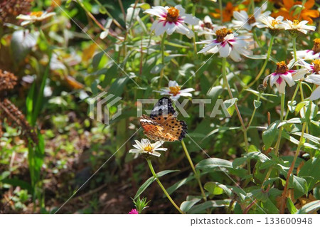 蝴蝶被困在一朵花 蝴蝶被困在一朵花 133600948