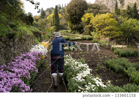 Gardener Watering Flower Beds in Terraced Garden Landscape 133601158