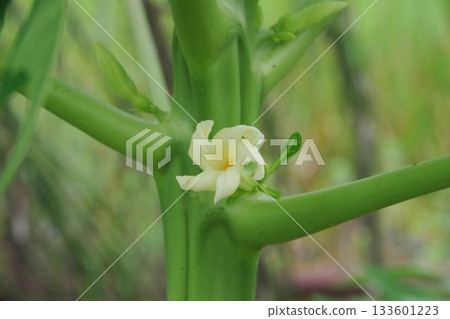 Papaya's Flower Papaya's Flower 133601223