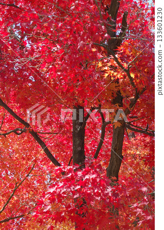 秋色正濃的黃楓和紅楓(逆光,從漫步的日式花園中用長焦鏡頭拍攝) 秋色正濃的黃楓和紅楓(逆光,從漫步的日式花園中用長焦鏡頭拍攝) 133601230