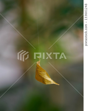 Falling leaves in the grounds of Juzenji Temple in Nada Ward, Kobe City 133601248