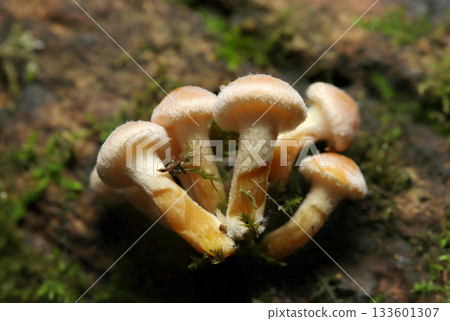 Small juvenile shiitake mushrooms growing on a mossy dead tree trunk (macro photography of natural mushrooms) 133601307