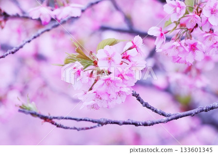 Kawazu cherry blossoms to announce the arrival of spring Kawazu cherry blossoms to announce the arrival of spring 133601345