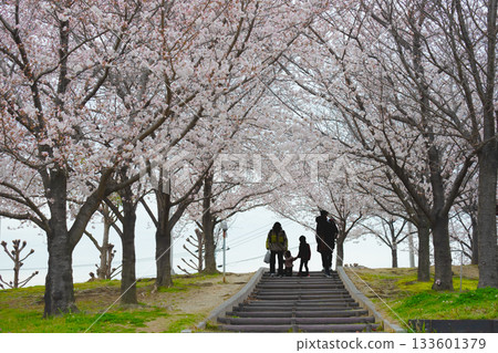 A family and children walking down a row of cherry blossom trees in full bloom A family and children walking down a row of cherry blossom trees in full bloom 133601379