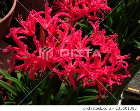 Bulb flower: Nerine (Diamond Lily) Amaryllis family: Flower bed flowers: Hirakata City, Osaka Prefecture 133601388