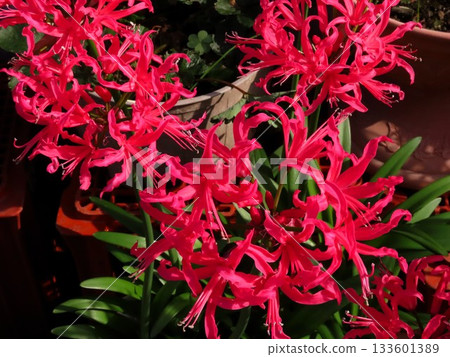 Bulb flower: Nerine (Diamond Lily) Amaryllis family: Flower bed flowers: Hirakata City, Osaka Prefecture 133601389