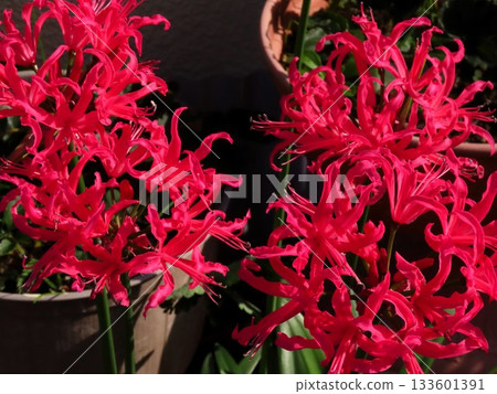 Bulb flower: Nerine (Diamond Lily) Amaryllis family: Flower bed flowers: Hirakata City, Osaka Prefecture 133601391