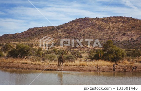 Giraffe at lakeshore in forest 133601446