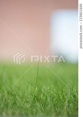 Grass blade is showing low-angle macro shot in flat design, featuring peach and pale blue blur Grass blade is showing low-angle macro shot in flat design, featuring peach and pale blue blur 133601889
