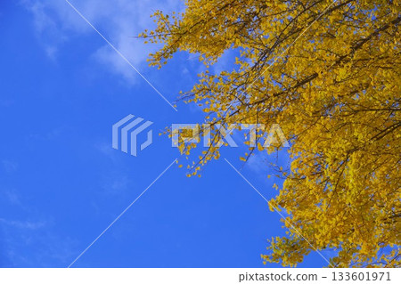 Autumn sky and ginkgo tree 133601971
