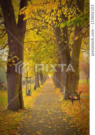 Autumn background with colorful trees. Nature with landscape. Seasonal concept for fall. Autumn background with colorful trees. Nature with landscape. Seasonal concept for fall. 133602103