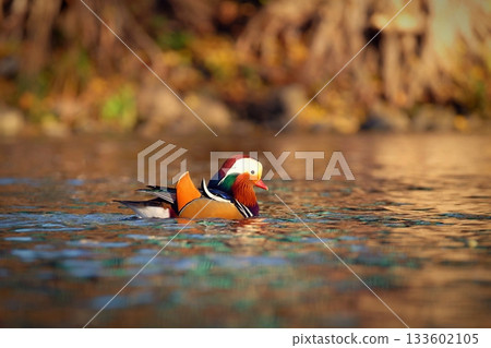Beautiful mandarin ducks. Animals in the wild. Natural colorful background. 133602105