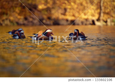 Beautiful mandarin ducks. Animals in the wild. Natural colorful background. 133602106