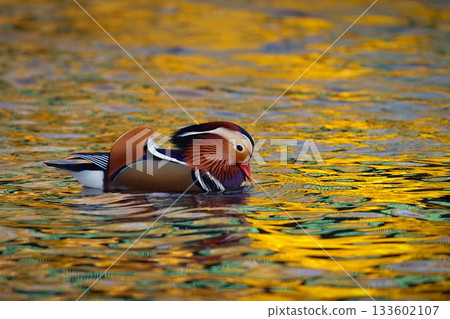 Beautiful mandarin ducks. Animals in the wild. Natural colorful background. Beautiful mandarin ducks. Animals in the wild. Natural colorful background. 133602107