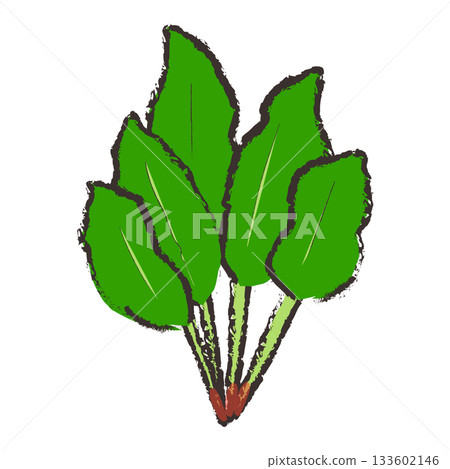 菠菜的插圖 菠菜的插圖 133602146