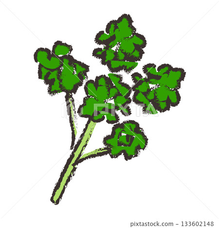 歐芹的插圖 歐芹的插圖 133602148