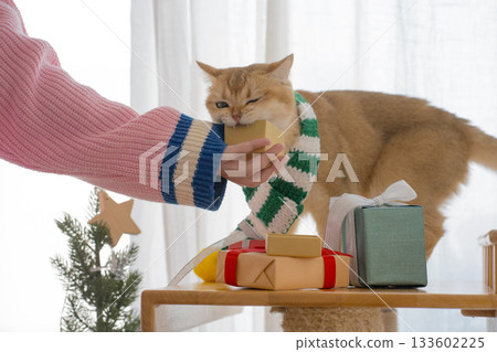 winter holiday and cat concept with british cat wear silk scarf and play with pine and christmas tree decorate and gift box background winter holiday and cat concept with british cat wear silk scarf and play with pine and christmas tree decorate and gift box background 133602225