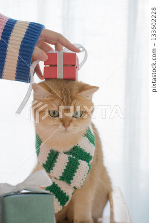 winter holiday and cat concept with british cat wear silk scarf and play with pine and christmas tree decorate and gift box background winter holiday and cat concept with british cat wear silk scarf and play with pine and christmas tree decorate and gift box background 133602228