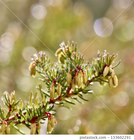 Hoarfrost covering a branch of heather - Erica carnea - in winter, glistening in the bokeh sunlight Hoarfrost covering a branch of heather - Erica carnea - in winter, glistening in the bokeh sunlight 133602291