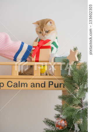 winter holiday and cat concept with british cat wear silk scarf and play with pine and christmas tree decorate and gift box background winter holiday and cat concept with british cat wear silk scarf and play with pine and christmas tree decorate and gift box background 133602303