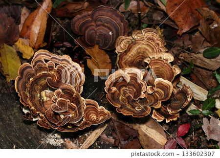 Brown fan mushrooms growing large and overlapping (outdoor field fungi, mushrooms macro photography) Brown fan mushrooms growing large and overlapping (outdoor field fungi, mushrooms macro photography) 133602307