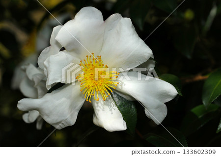 Close-up of a large flowering branch of a yellow and white camellia that blooms in autumn (Japan, flower, tree, plant ecology macro photography) Close-up of a large flowering branch of a yellow and white camellia that blooms in autumn (Japan, flower, tree, plant ecology macro photography) 133602309