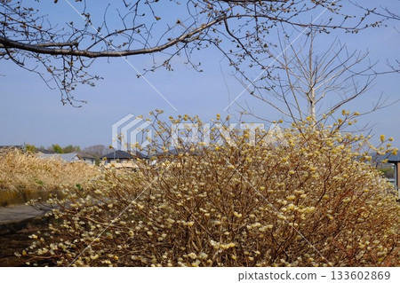 三枡花和冬樹預示春天的到來 [築井，相模原市，3月] 133602869