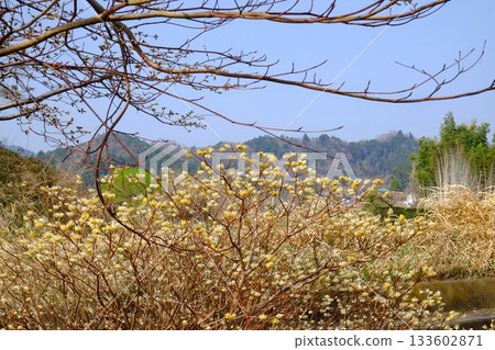 路邊盛開的三椏花 [築井，相模原市，3月] 133602871