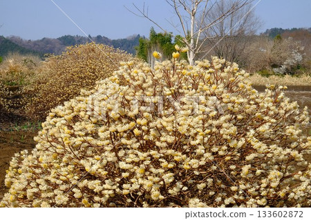 三枡花盛開 [築井，相模原市，3月] 133602872