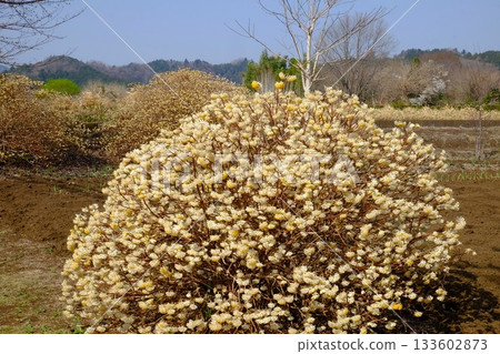 田野裡盛開的三椏花 [相模原市築井，3月] 133602873