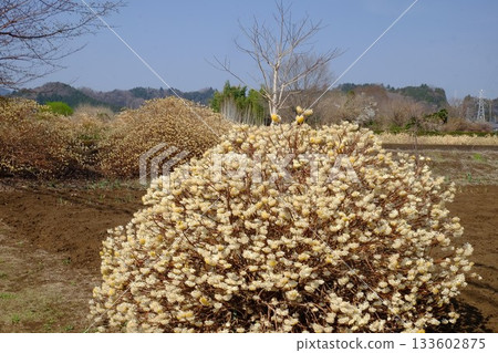 春日陽光下的田野裡的三俁 [築井，相模原市，3月] 133602875
