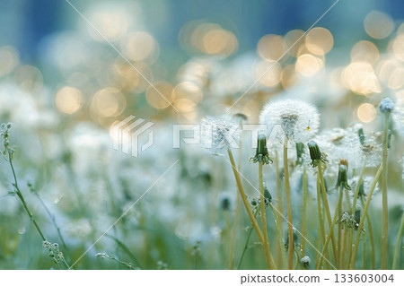 White fluffy dandelions in a spring field, blurred background of spring nature 133603004