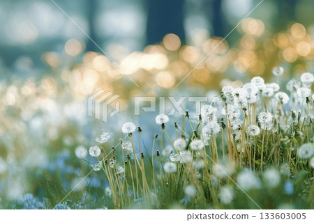 White fluffy dandelions in a spring field, blurred background of spring nature White fluffy dandelions in a spring field, blurred background of spring nature 133603005