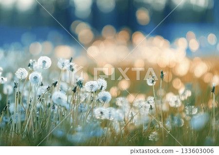 White fluffy dandelions in a spring field, blurred background of spring nature 133603006