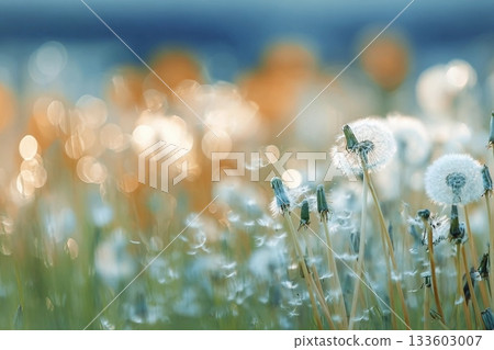 White fluffy dandelions in a spring field, blurred background of spring nature White fluffy dandelions in a spring field, blurred background of spring nature 133603007