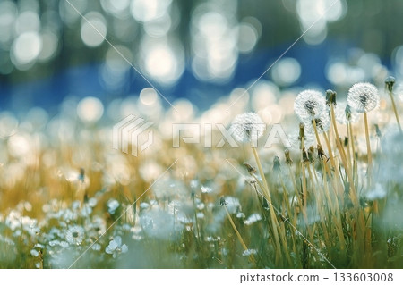White fluffy dandelions in a spring field, blurred background of spring nature White fluffy dandelions in a spring field, blurred background of spring nature 133603008