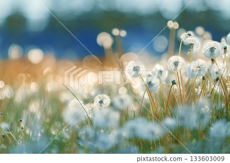 White fluffy dandelions in a spring field, blurred background of spring nature 133603009
