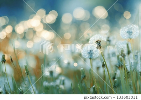 White fluffy dandelions in a spring field, blurred background of spring nature White fluffy dandelions in a spring field, blurred background of spring nature 133603011