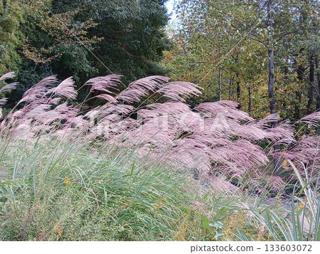 A cluster of silver grass swaying in the autumn breeze | A natural landscape that lets you feel the change of seasons 133603072