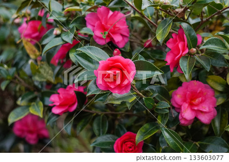 茶花 133603077
