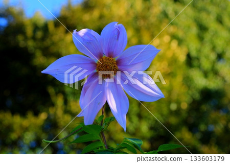 帝王大麗花在秋天的天空中閃耀 133603179