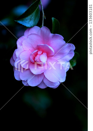 Camellia emerging from the darkness Camellia emerging from the darkness 133603181