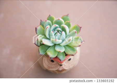 多肉植物Chihuahuansis 133603192