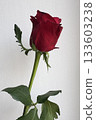 one red elegant rose on a white background 133603238