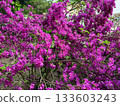 a bush of flowering purple azalea 133603243