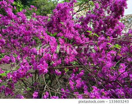 a bush of flowering purple azalea a bush of flowering purple azalea 133603243