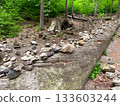 Stone cairns left by hikers and climbers sit on a fallen tree in a national park in Germany. 133603244