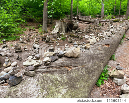 Stone cairns left by hikers and climbers sit on a fallen tree in a national park in Germany. 133603244